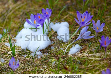 Early spring purple crocuses in snow