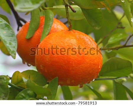 Ripe Oranges Hanging on a Fruit Tree Branch. Water drops on Orange