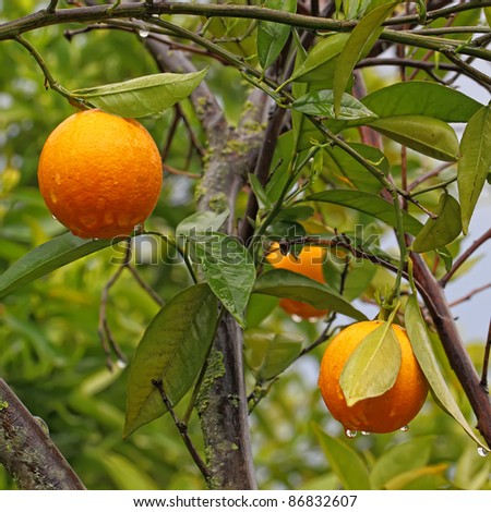 Ripe Oranges Hanging on a Fruit Tree Branch. Water drops on Orange