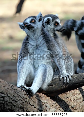 funny image of two ring-tailed lemurs