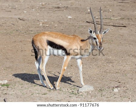 The Thomson\'s gazelle (Eudorcas thomsonii) is one of the best-known gazelles