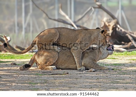 young lion cubs play fight in the zoo