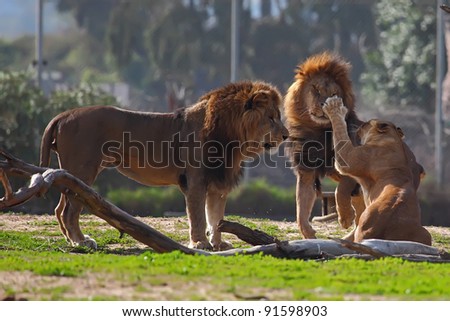 two male lion and lionesses in a zoo