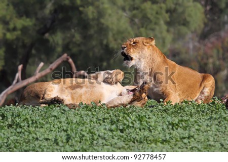 young lion cubs play fight in the zoo
