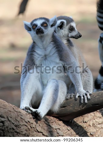 funny image of two ring-tailed lemurs