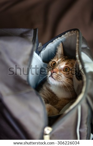 Cat playing in  the bag
