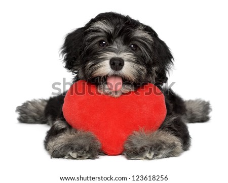 A cute lover valentine havanese puppy dog is holding a red heart isolated on white background A cute lover valentine havanese puppy dog is holding a red heart isolated on white background