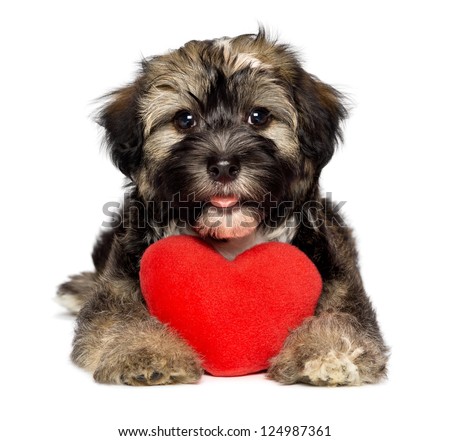 A cute lover valentine havanese puppy dog is holding a red heart isolated on white background A cute lover valentine havanese puppy dog is holding a red heart isolated on white background
