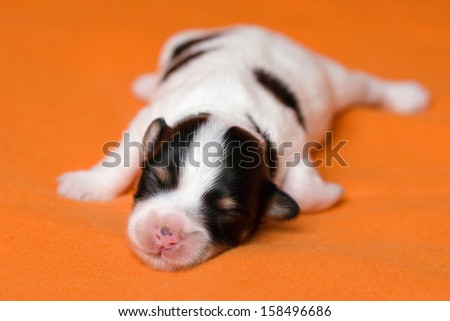 A cute sleeping one week old tricolor havanese puppy dog before orange background