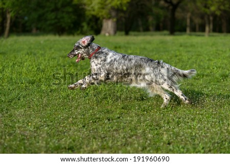 Cute blue belton English Setter dog is running fast cross on a spring flowering meadow