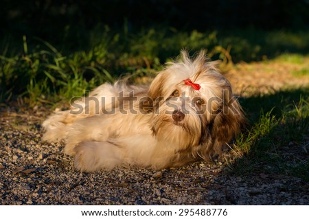 Beautiful young chocolate havanese dog is resting on a forest path in direct sunlight in summer