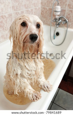 A wet cream havanese dog is bathing in a tube and looking to camera