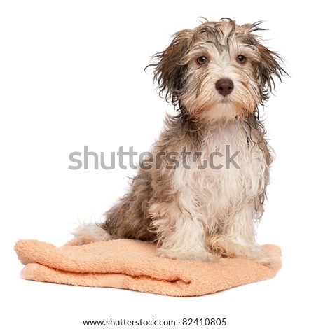 Japanese+Peach+Dog+Picture Japanese Peach Dog Pictures | Search Results | Dog Picture