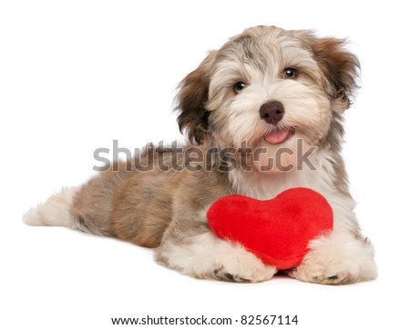 Heart Dog Puppy