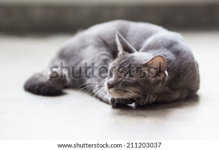 Young cute cat lying, sleeping on the ground