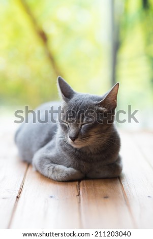 Young cute cat lying, sleeping on the ground
