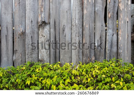 Fresh green leaf plant over wood fence background