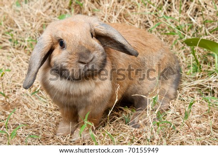 Cute Rabbit standing in the grass field