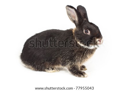 stock-photo-cute-black-rabbit-on-white-background-77955043.jpg