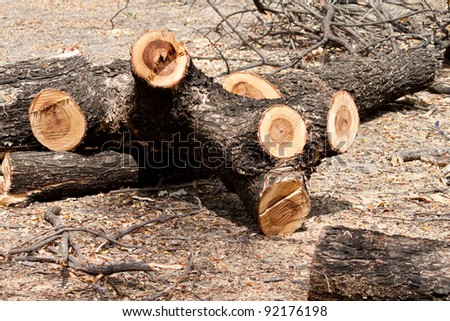 Cut out logs  in the forest