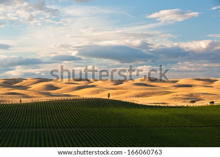The rolling hills of Dunnigan, California as the sun begins to set for the evening.