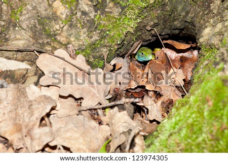 lizard is hiding in the tree hole