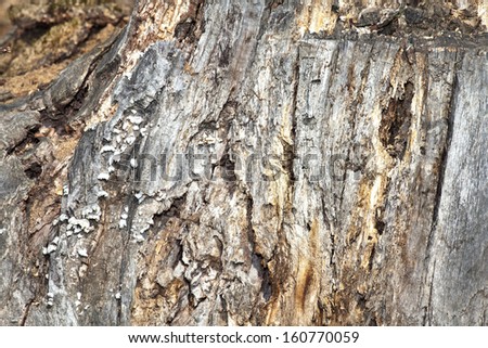 rotten wood texture