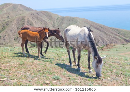 family horse eats grass on the seashore