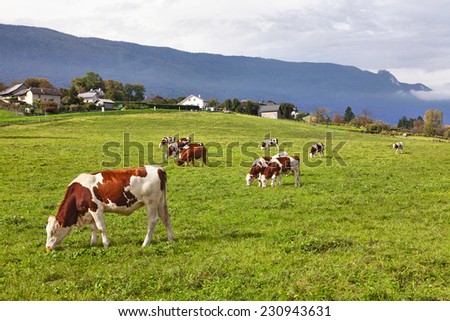 peaceful scene with cows