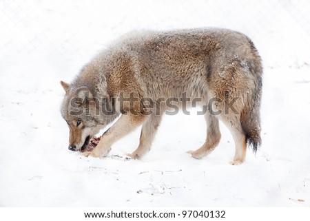 wolf eating meat on the snow