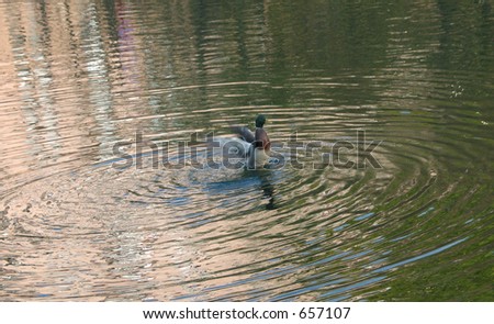Duck flying up from a pond