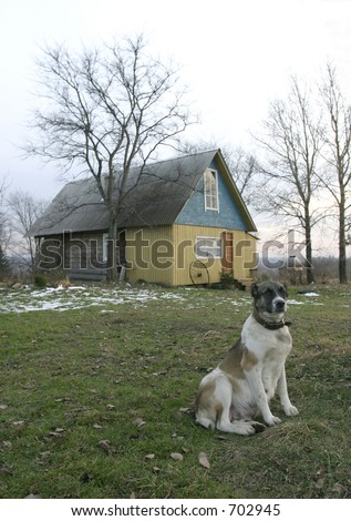 Dog protecting the rural house