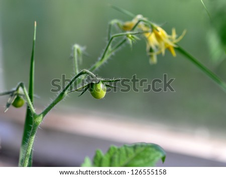 Green tomatoes and tomato flowers