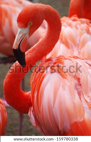 Pink Flamingos Close-Up