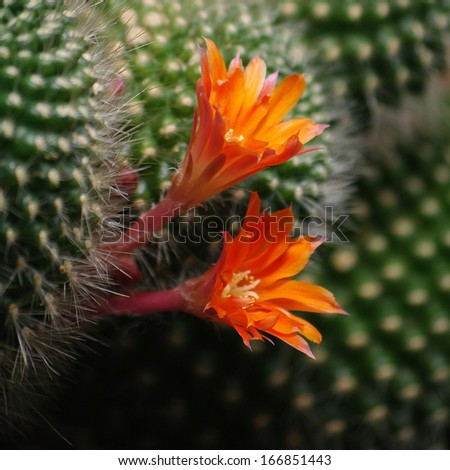 orange flowers of cactus