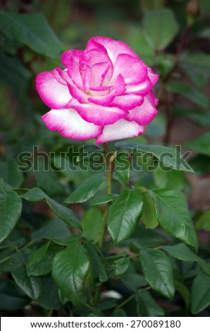 beautiful pink rose on dark green background