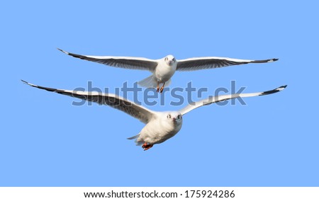 Together we can fly, two birds flying isolated on blue, business coordination concept