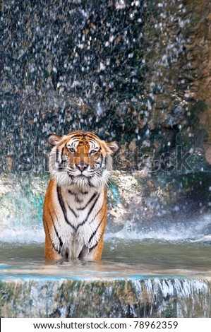 tigers in waterfall
