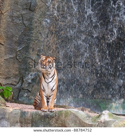 The tiger on the rock near the waterfall