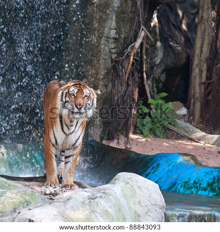 Tiger standing on the rock near the waterfall