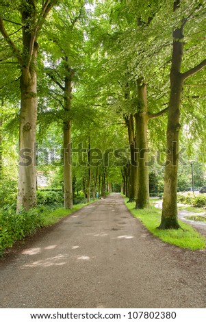 Forest road through protected area in Beetsterzwaag, Netherlands