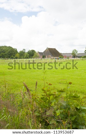 Dutch landscape with Dairy farm and milch cows on sunny summer day