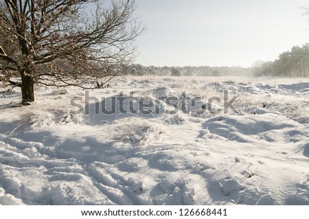 Frozen grass in the late sunlight covered with snow