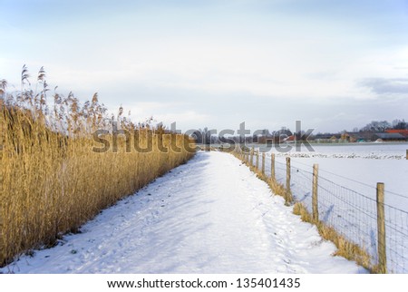 Footpath covered with snow with reed on the left side and a fence on the right side