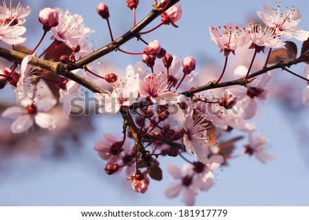 Spring Cherry blossoms