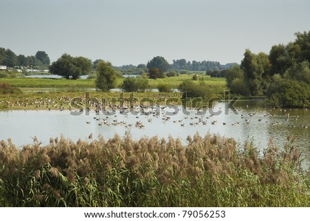 Flat landscape of Holland with meadows, lake, cows and gooses