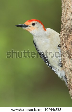 Male Red-bellied Woodpecker (Melanerpes carolinus) Clinging to a Maple Tree