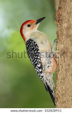 Male Red-bellied Woodpecker (Melanerpes carolinus) Clinging to a Maple Tree - Ontario, Canada