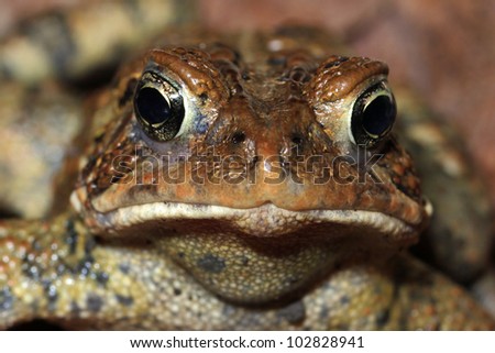 Closeup of American Toad (Bufo americanus) - Ontario, Canada