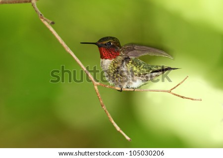 Male Ruby-throated Hummingbird (Archilochus colubris) Taking Flight - Ontario, Canada